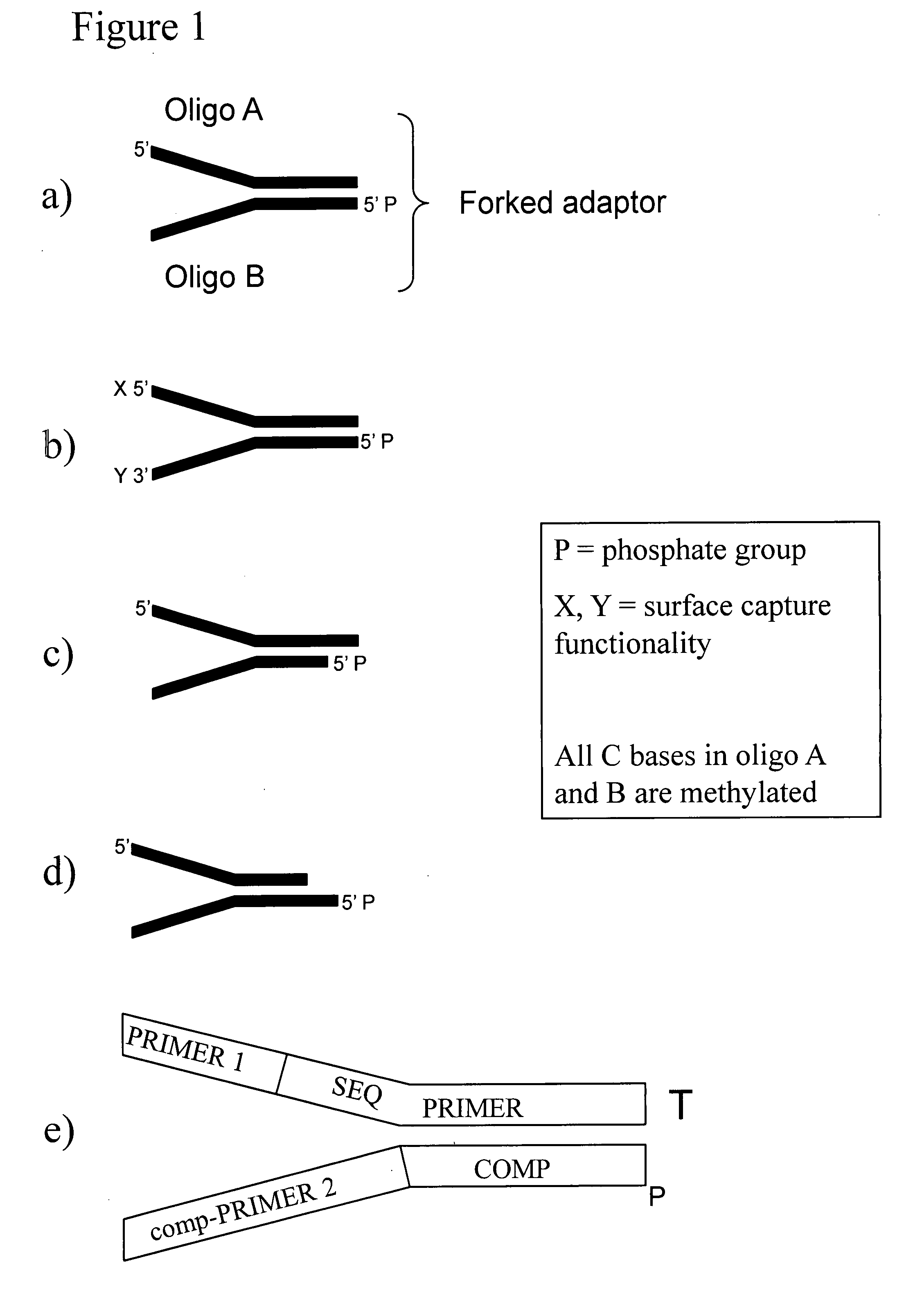 Preparation of templates for methylation analysis