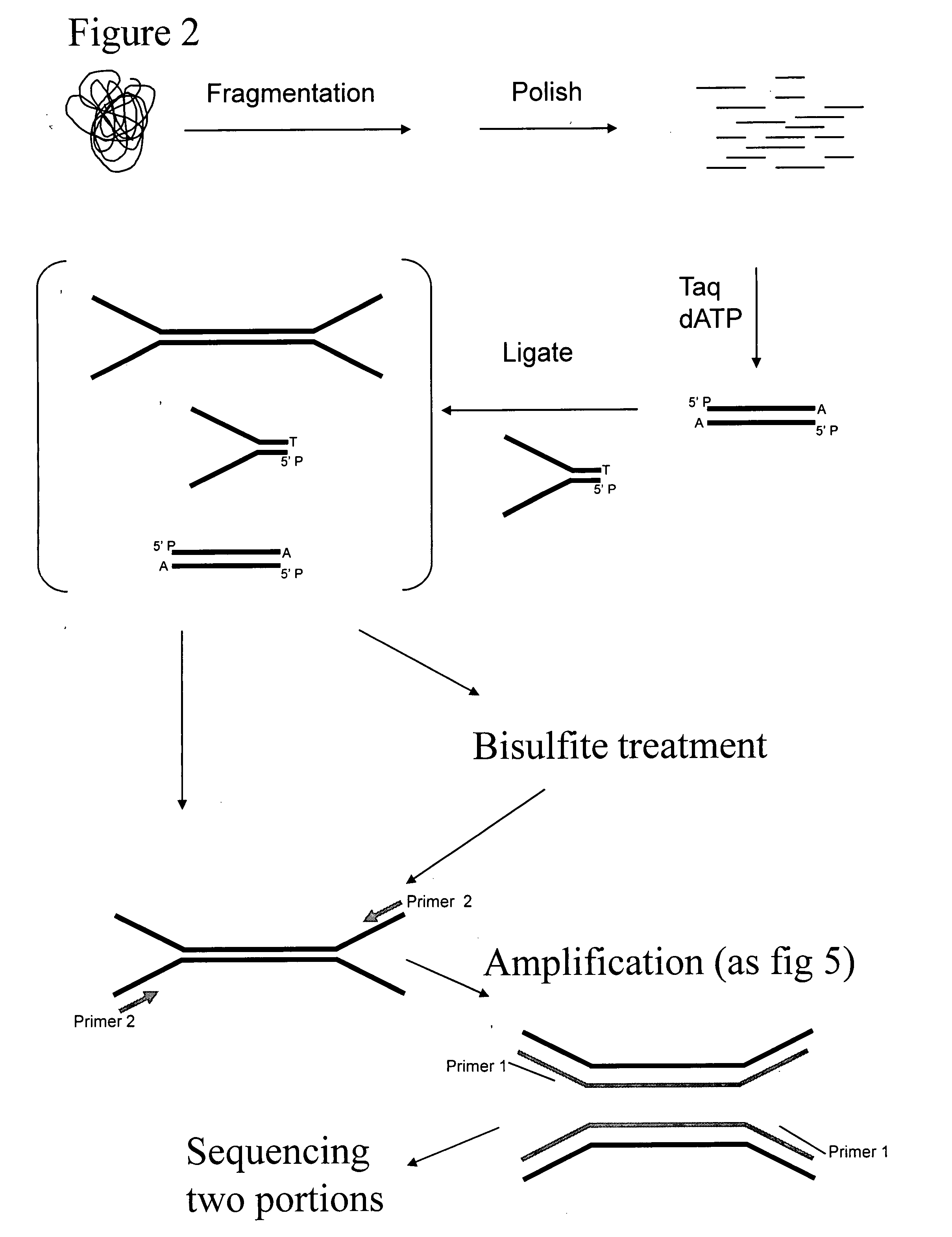 Preparation of templates for methylation analysis