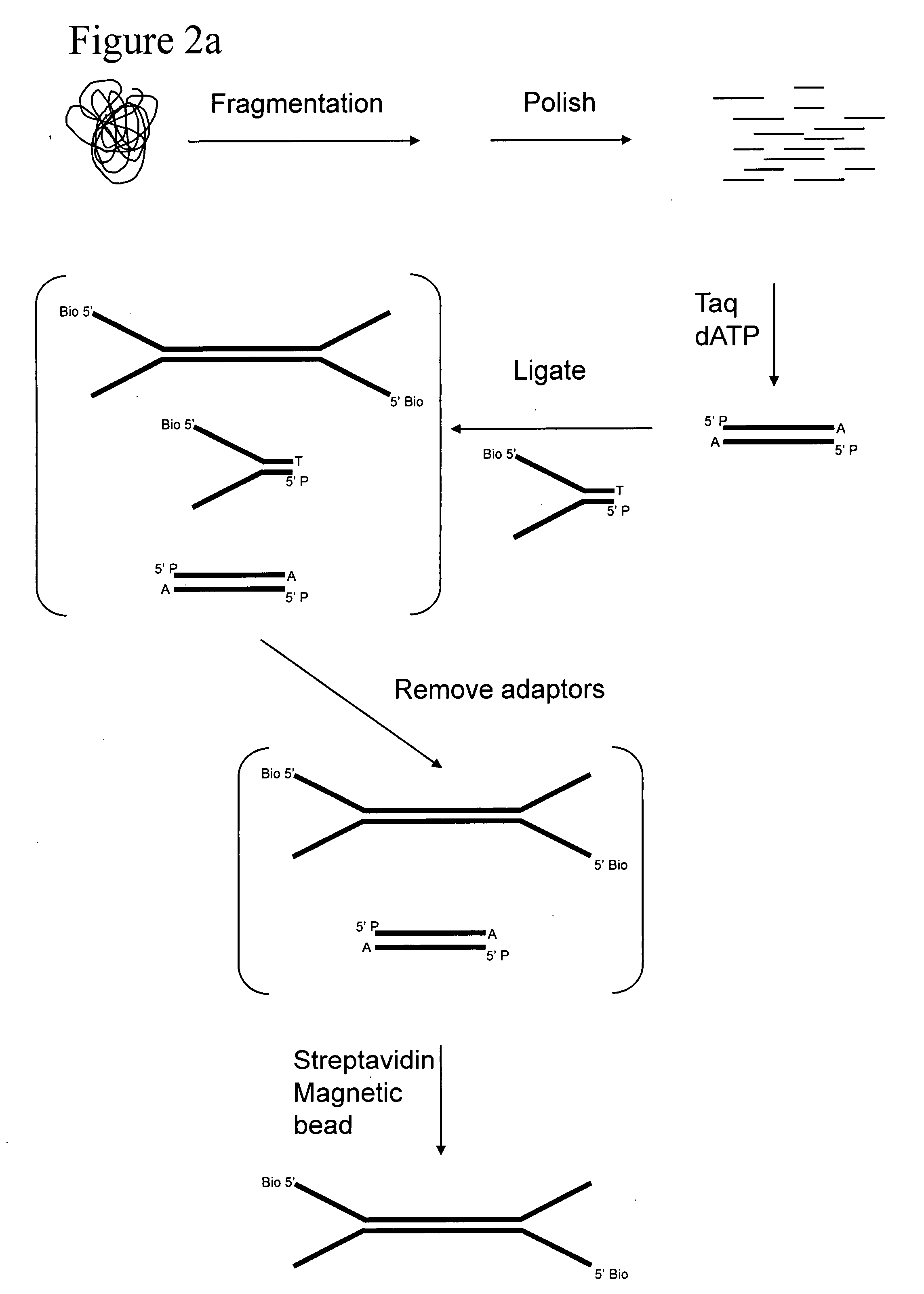 Preparation of templates for methylation analysis