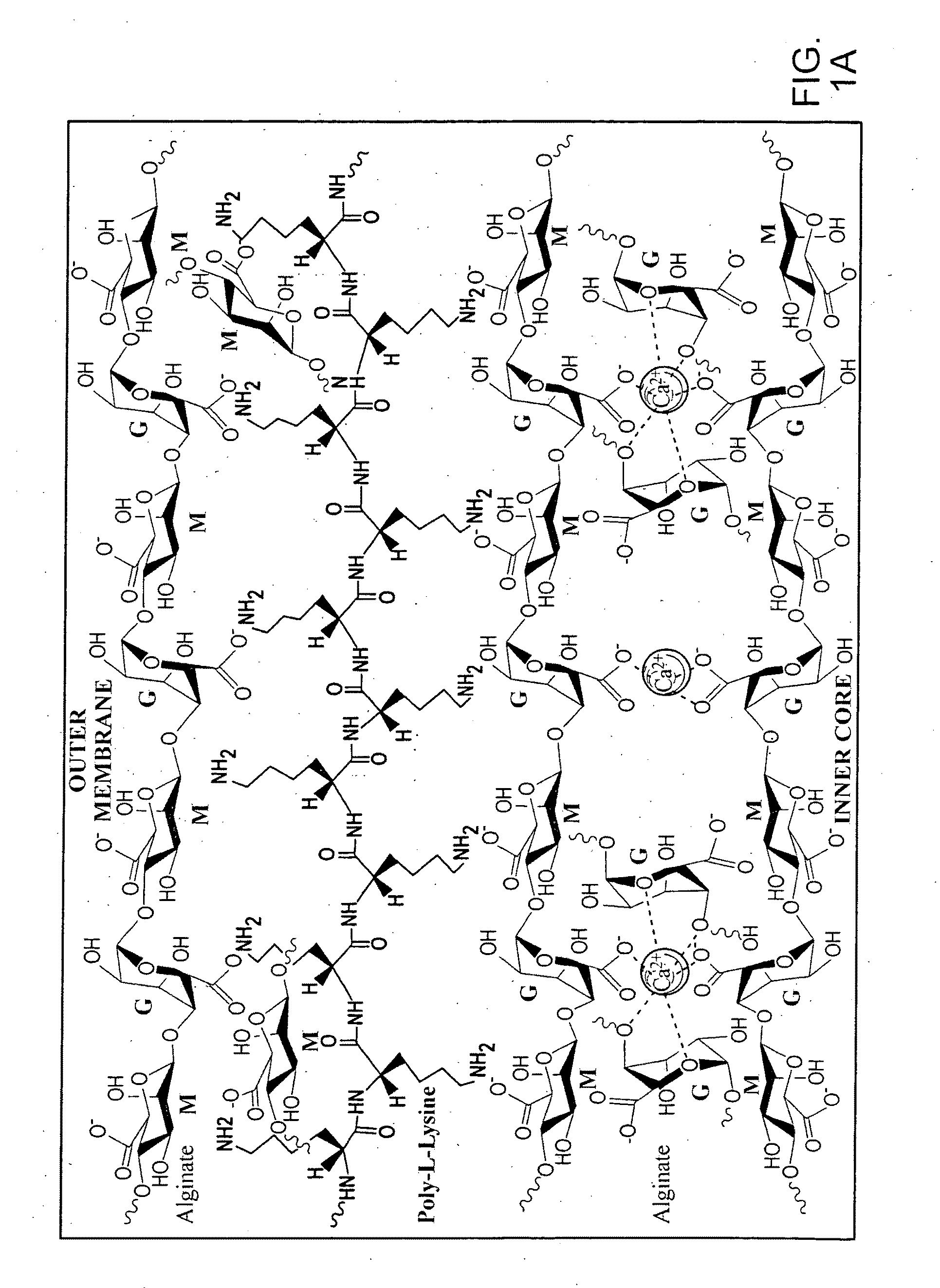 Microcapsule Nanotube Devices for Targeted Delivery of Therapeutic Molecules