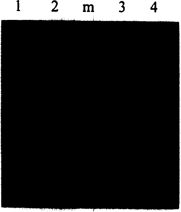 Evolved immunoglobulin binding molecule, and its preparation method and uses