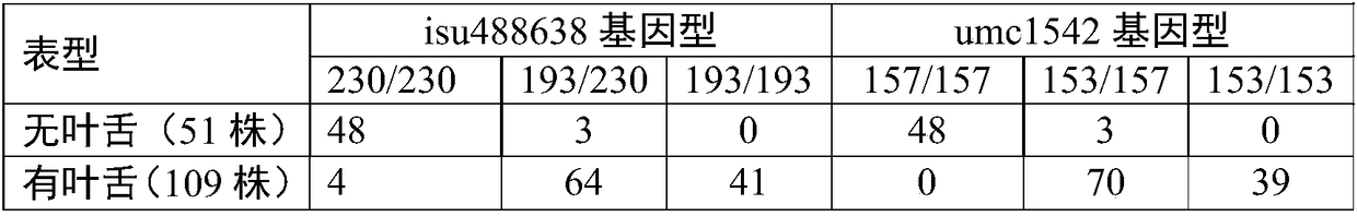 Method used for modification of Jing Nongke 728 strain through molecular mark assisted rapid reduction of corn leaf intersection angles