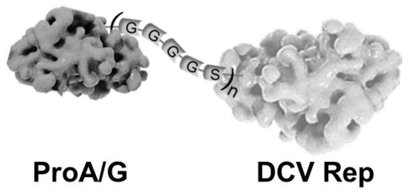 ProA/G-dRep fusion protein serving as universal carrier of nucleic acid-antibody codons and application of ProA/G-dRep fusion protein