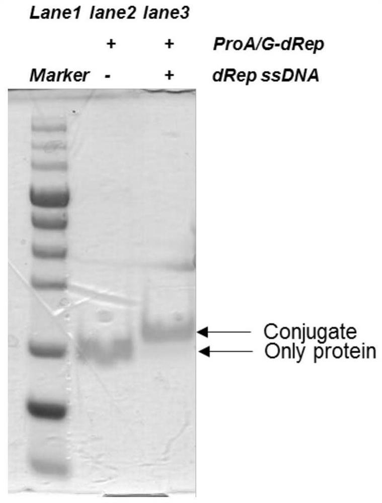 ProA/G-dRep fusion protein serving as universal carrier of nucleic acid-antibody codons and application of ProA/G-dRep fusion protein