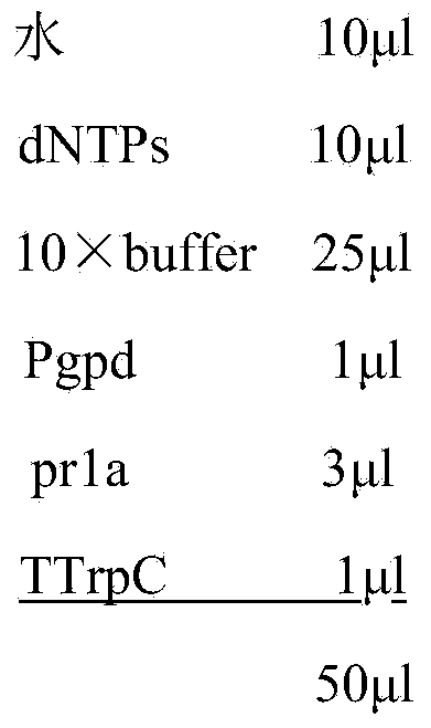 Metarhizium anisopliae transgenic strain as well as preparation method and application thereof