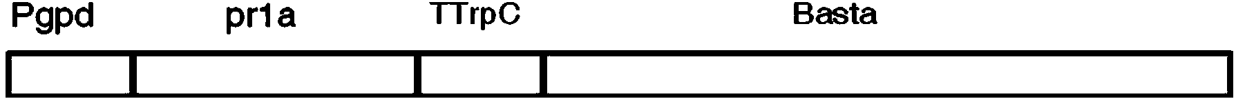 Metarhizium anisopliae transgenic strain as well as preparation method and application thereof