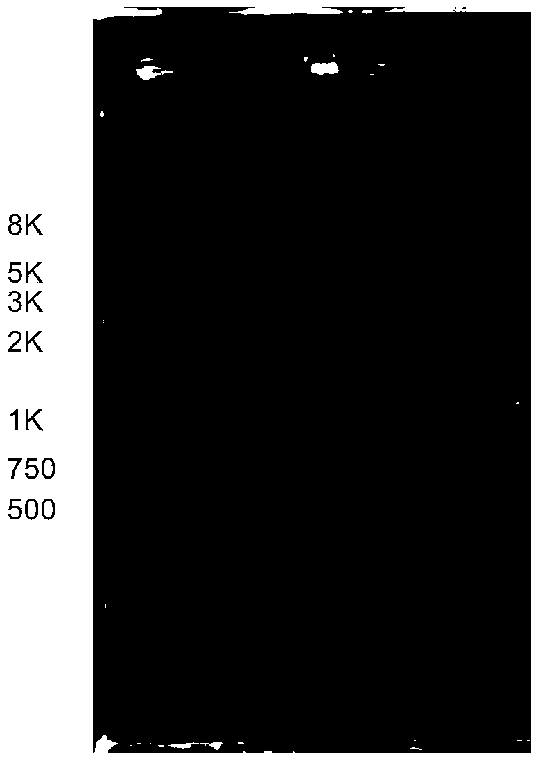 Metarhizium anisopliae transgenic strain as well as preparation method and application thereof