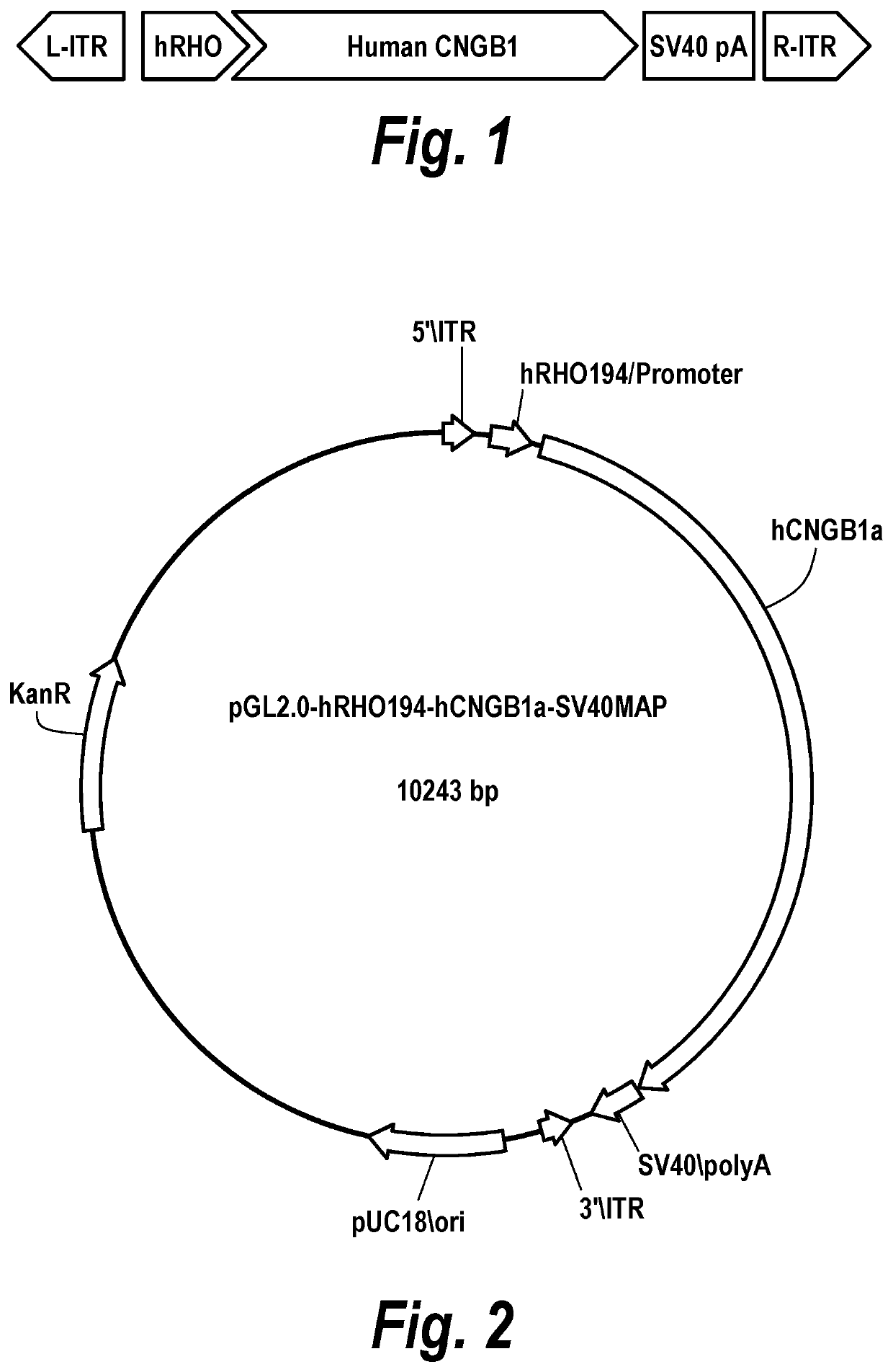 Gene Therapy for the Treatment of CNGB1-linked Retinitis Pigmentosa