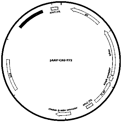 African swine fever virus vaccine, its preparation method and application