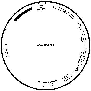 African swine fever virus vaccine, its preparation method and application