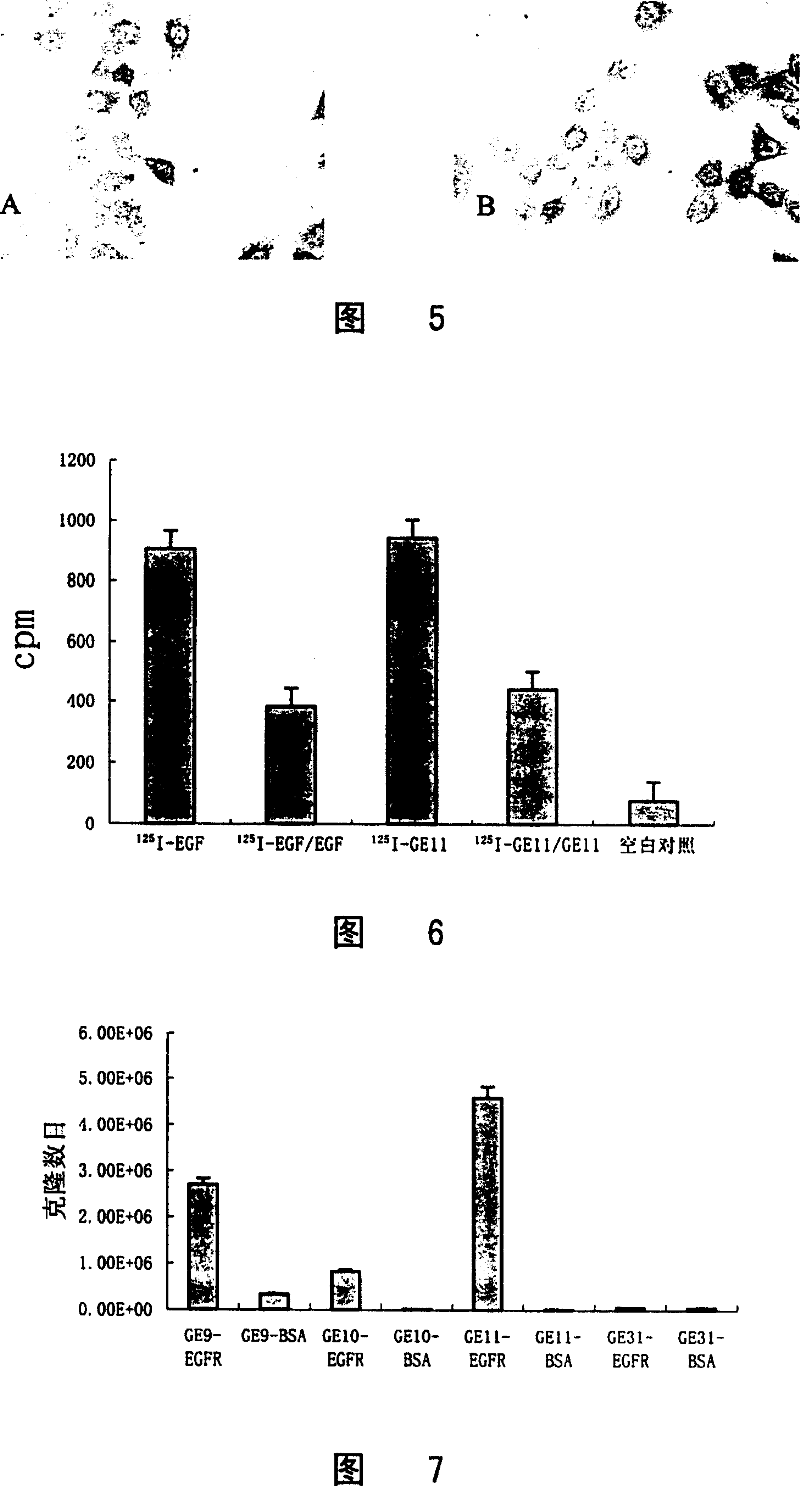 Ligand oligopeptide specific combining human epidermal growth factor receptor EGFR