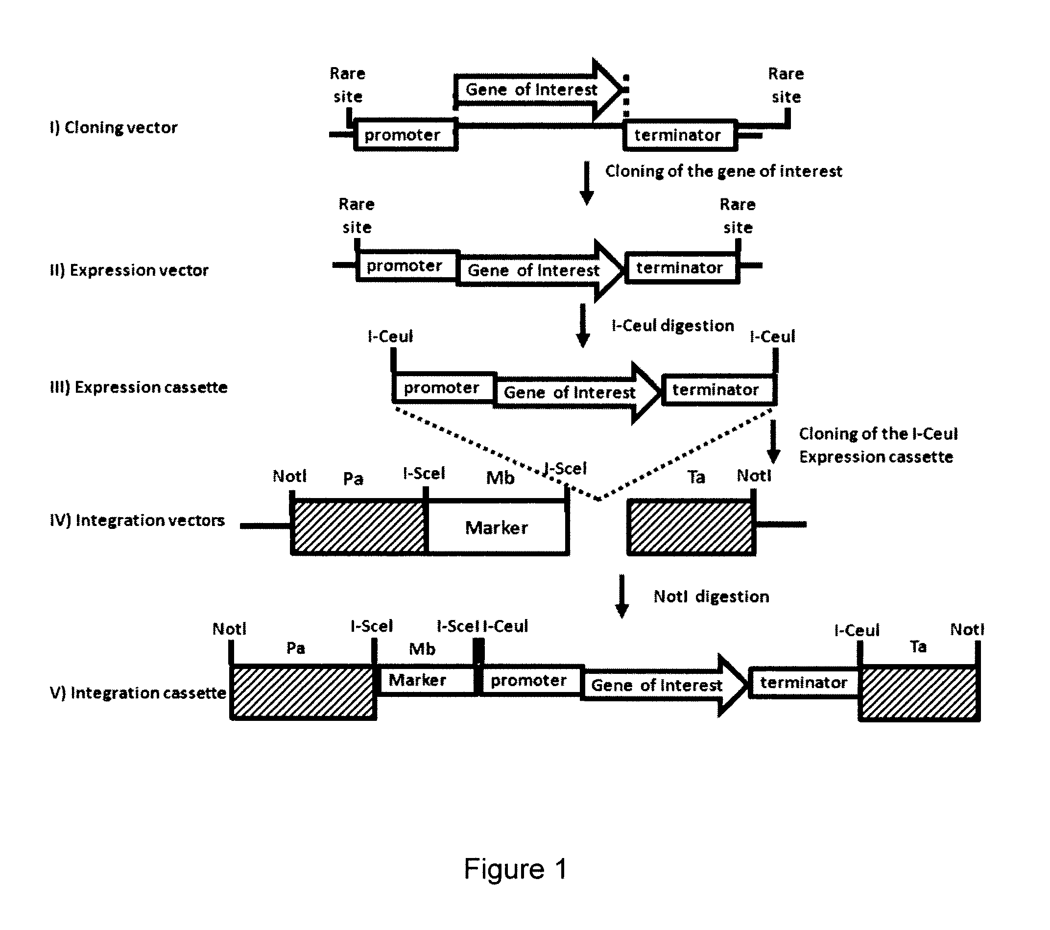 Method for the Targeted Integration of Multiple Copies of a Gene of Interest in a Yarrowia Strain