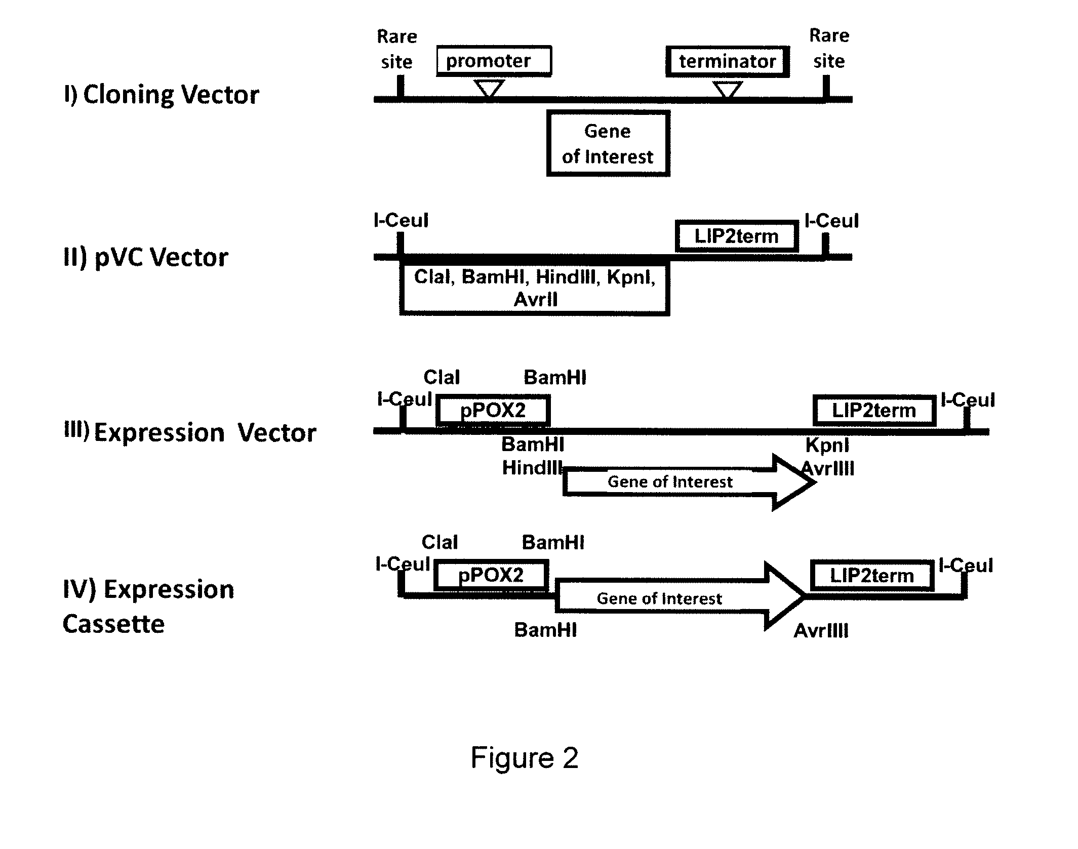 Method for the Targeted Integration of Multiple Copies of a Gene of Interest in a Yarrowia Strain