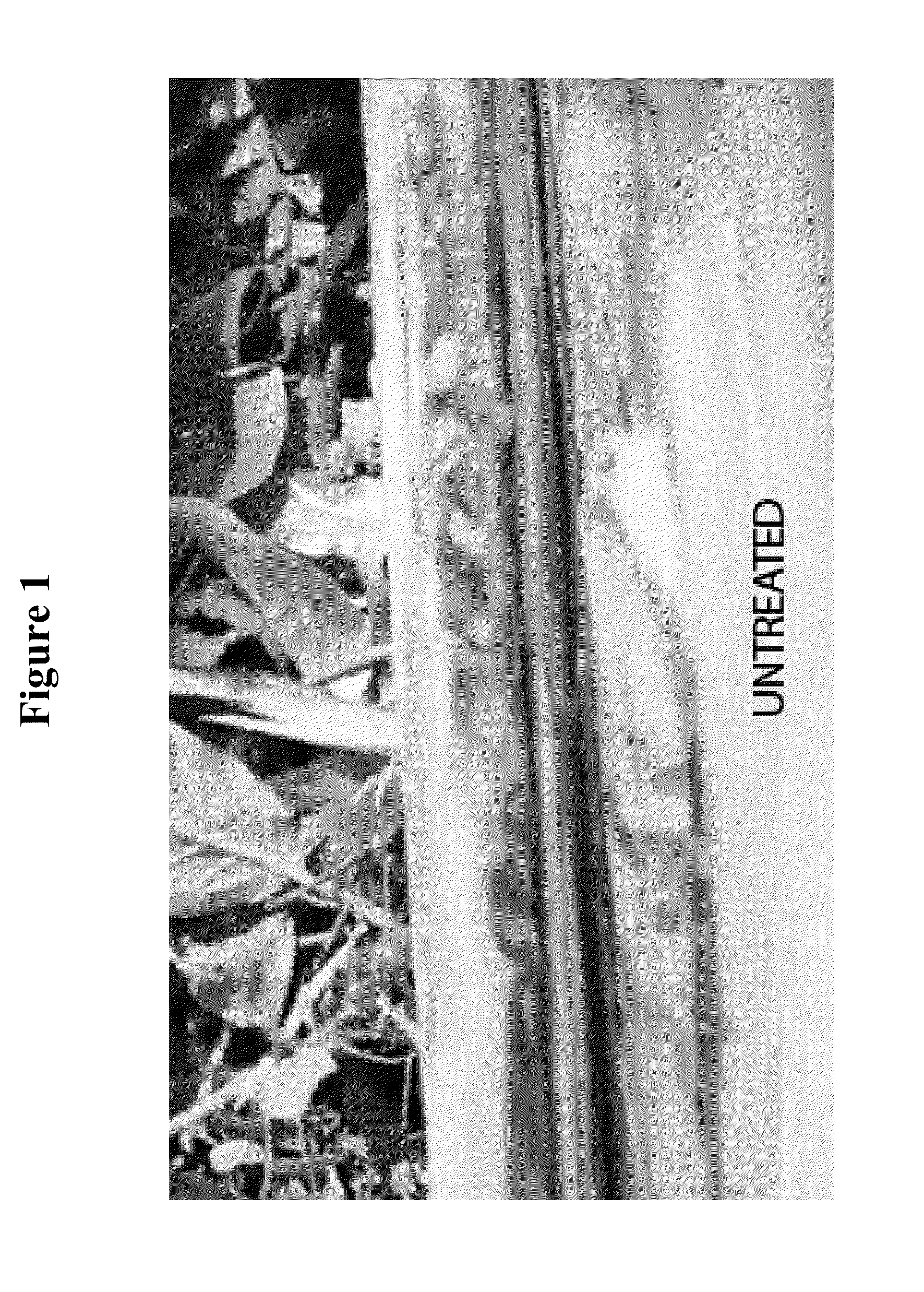 Bio-derived compositions