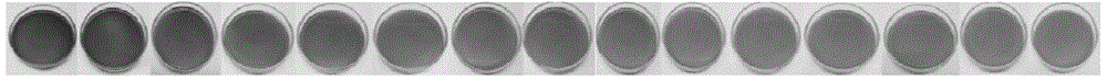 Microbial time temperature indicator used for table grape quality perception