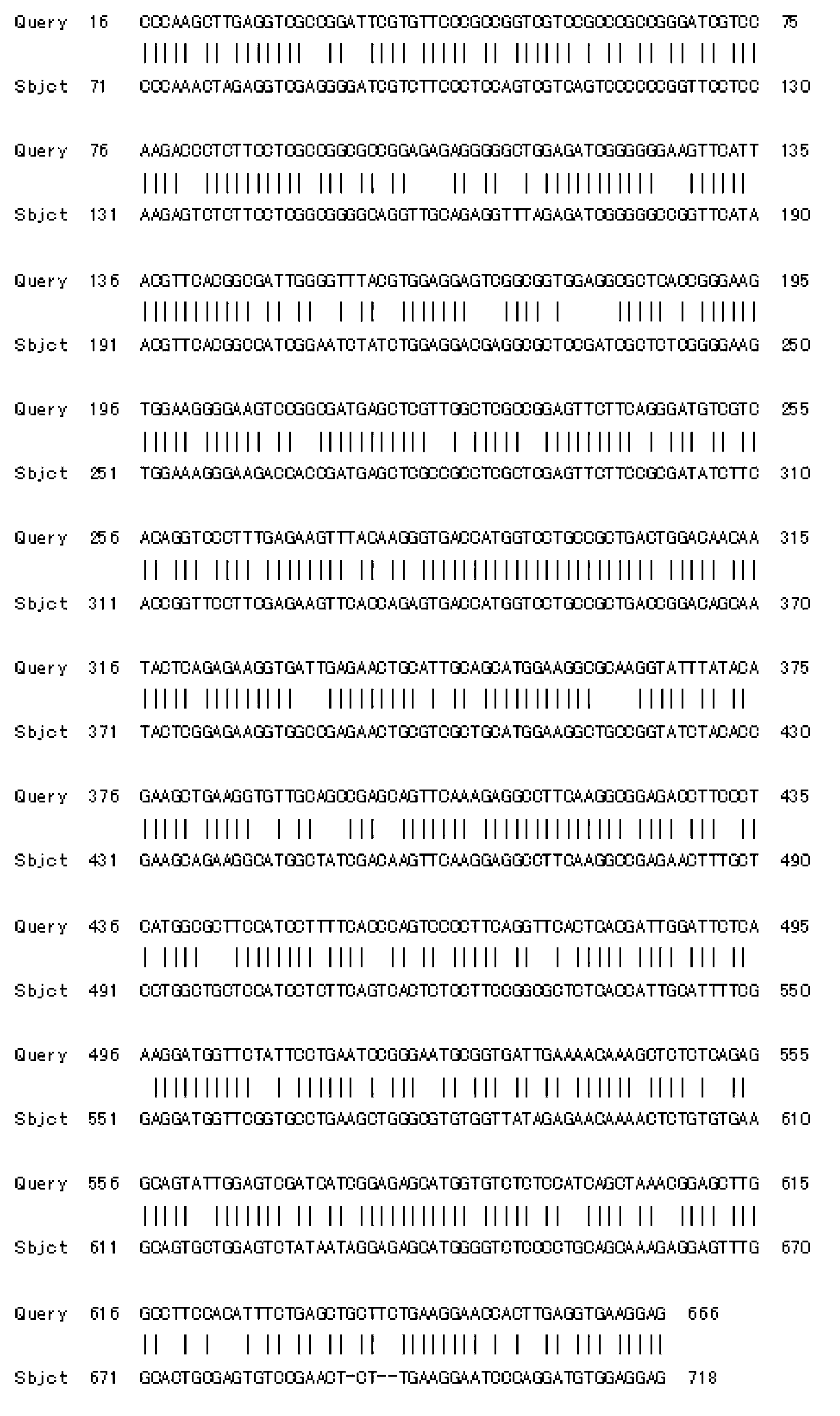 Tulip chalcone isomerase TfCHI protein and coding gene thereof and probe