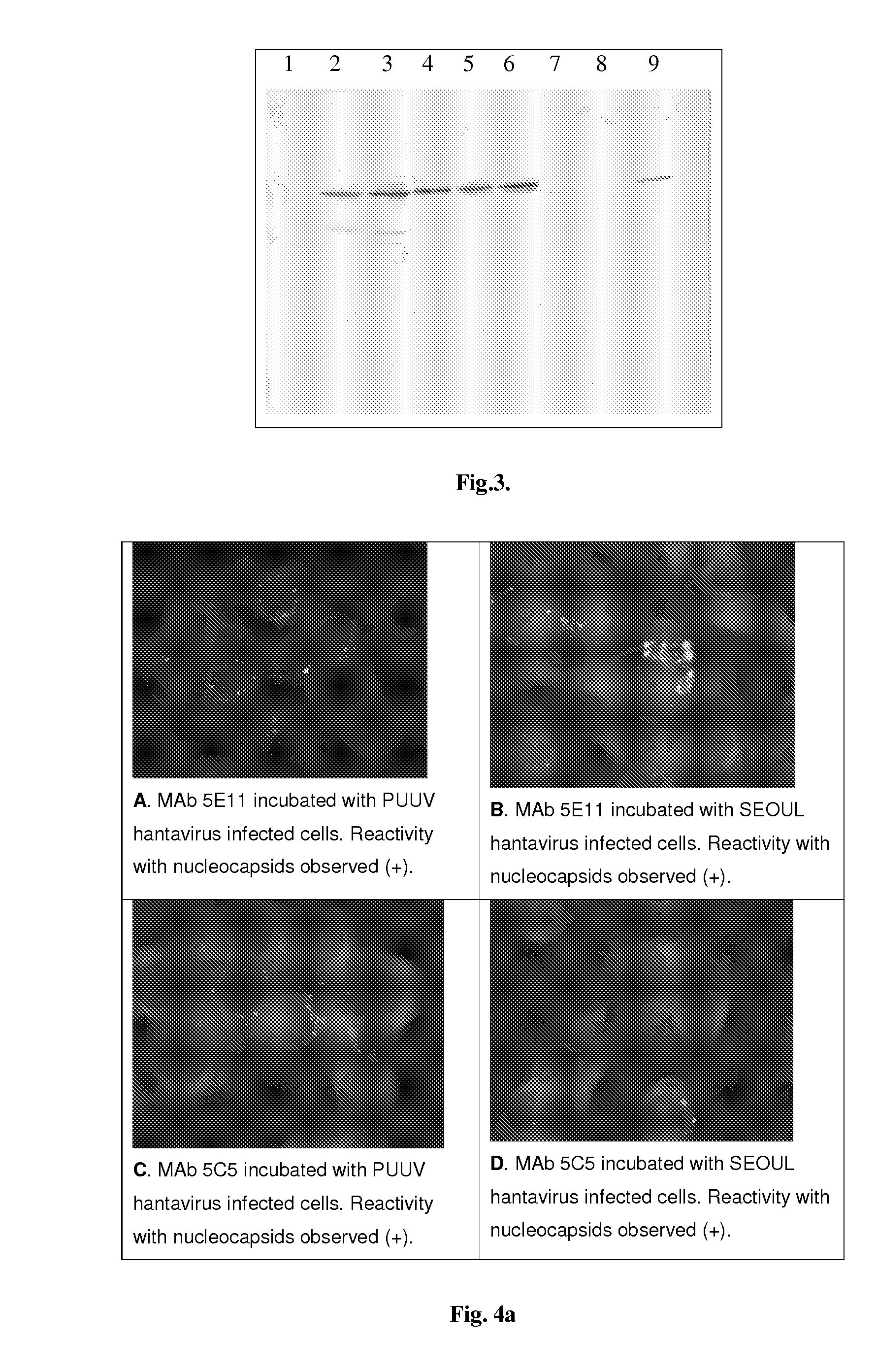 Process for the production of monoclonal antibodies