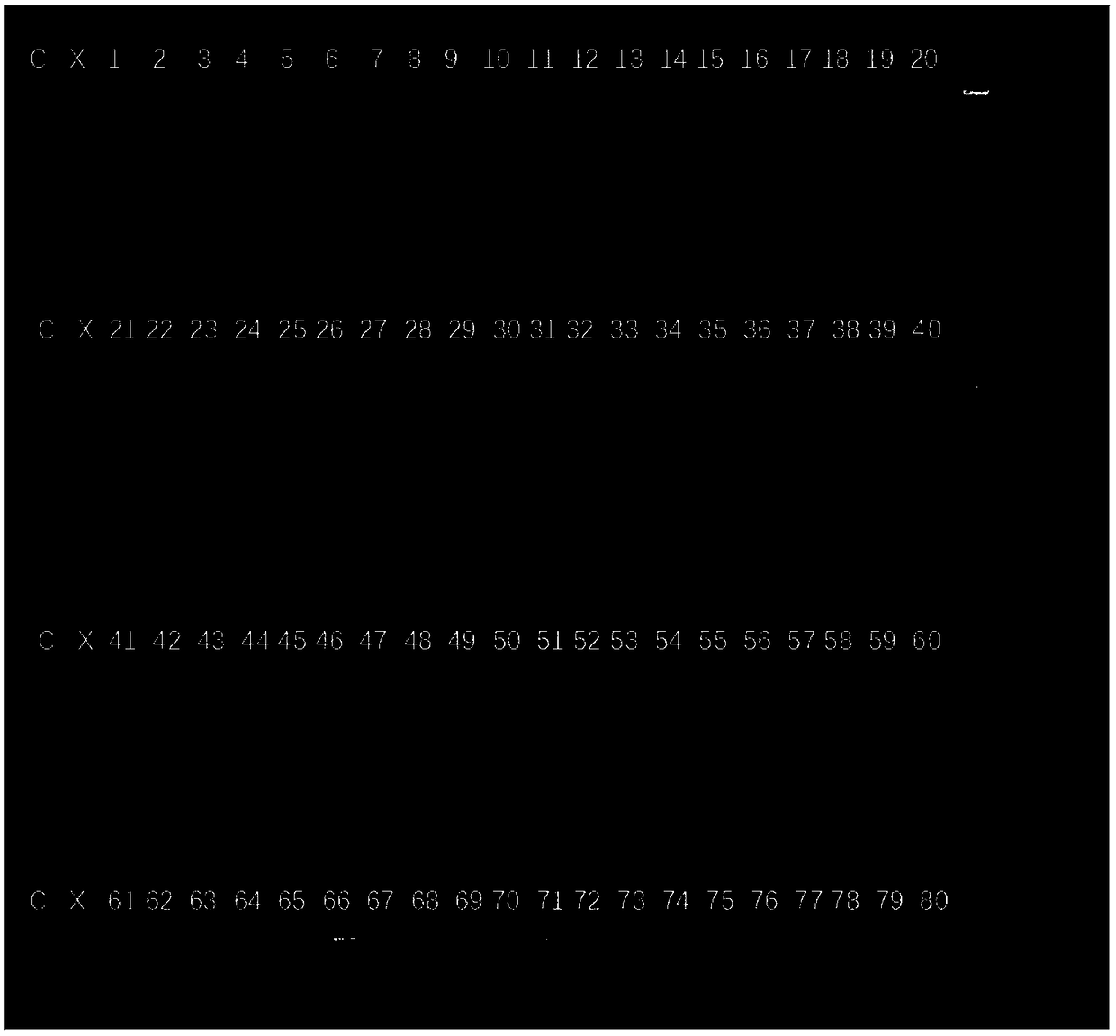 Ma pomelo InDel (insertion-deletion) molecular marker, and application of molecular marker in differentiating rough bark Ma pomelo at early stage of citrus seed seedling