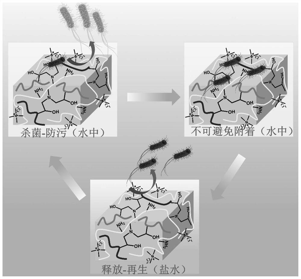 Antibacterial hydrogel with bactericidal, low bacterial adhesion and bacterial release, preparation method and application thereof