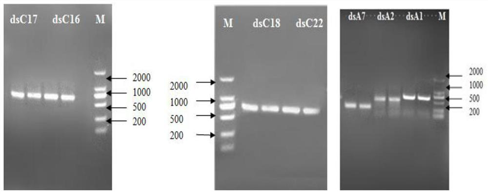 Application of ABC transport protein to agricultural pest mite control and Bt resistance management