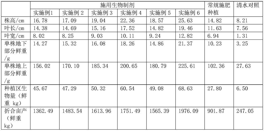 Amino acid biological preparation for improving crop stress resistance