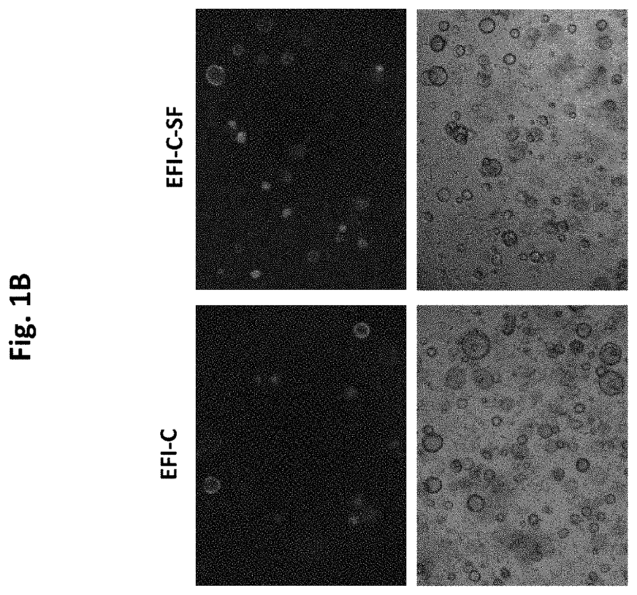 Compositions and methods for generating hair cells by upregulating pi3k