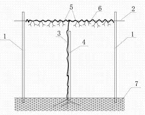 High-vertical-rack grape cultivation method