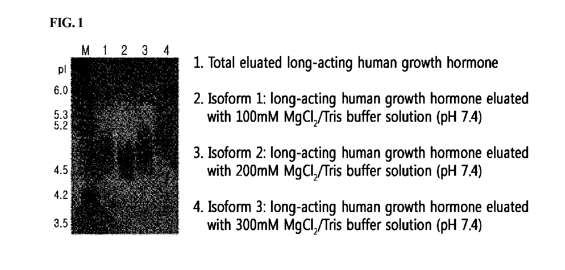 Highly Glycosylated Long-Acting Human Growth Hormone Protein and Production Method for Same