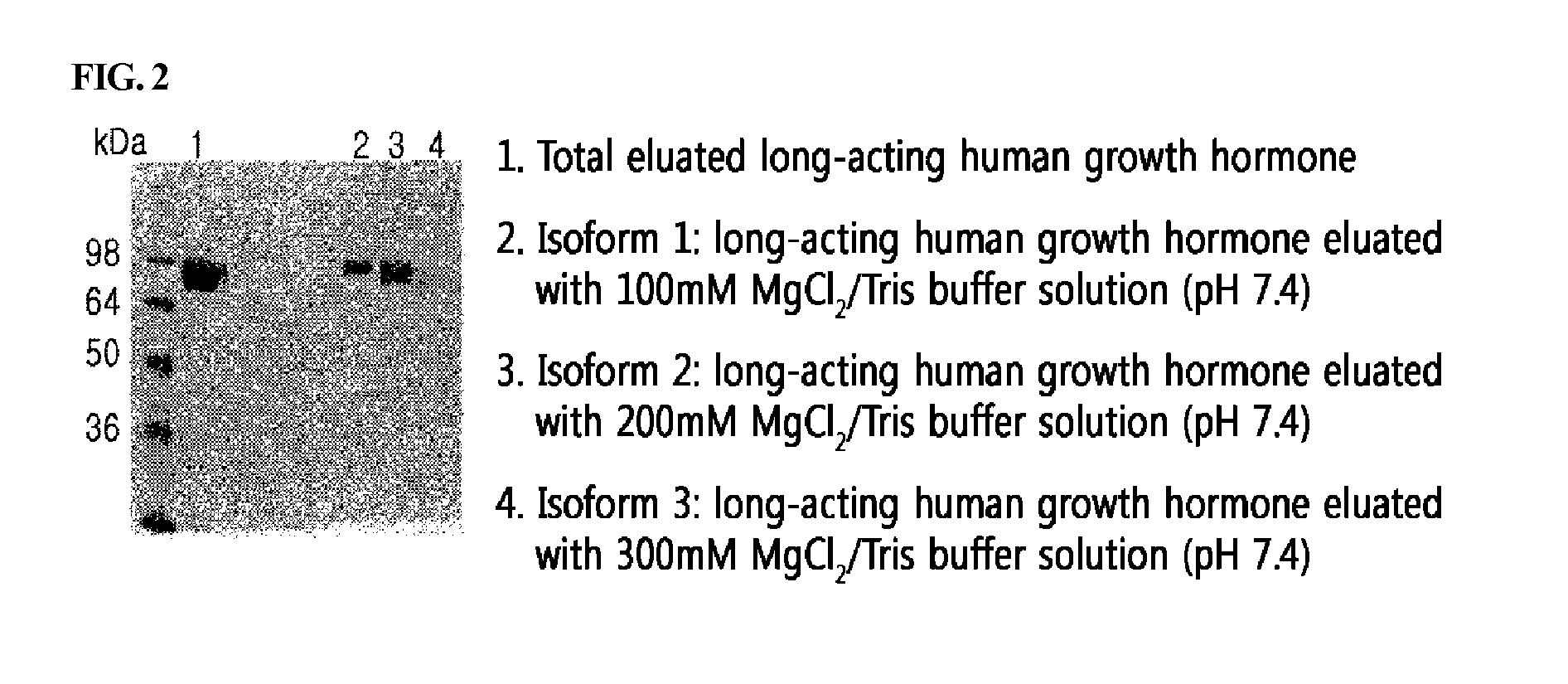 Highly Glycosylated Long-Acting Human Growth Hormone Protein and Production Method for Same