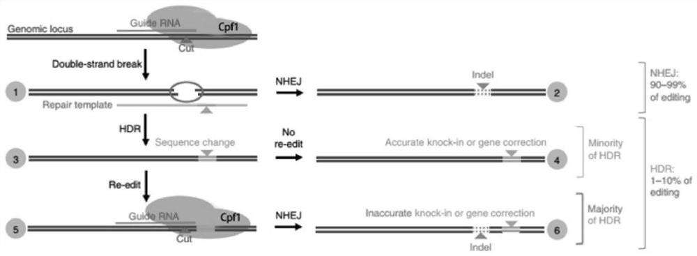 Single base mutation method and adopted system