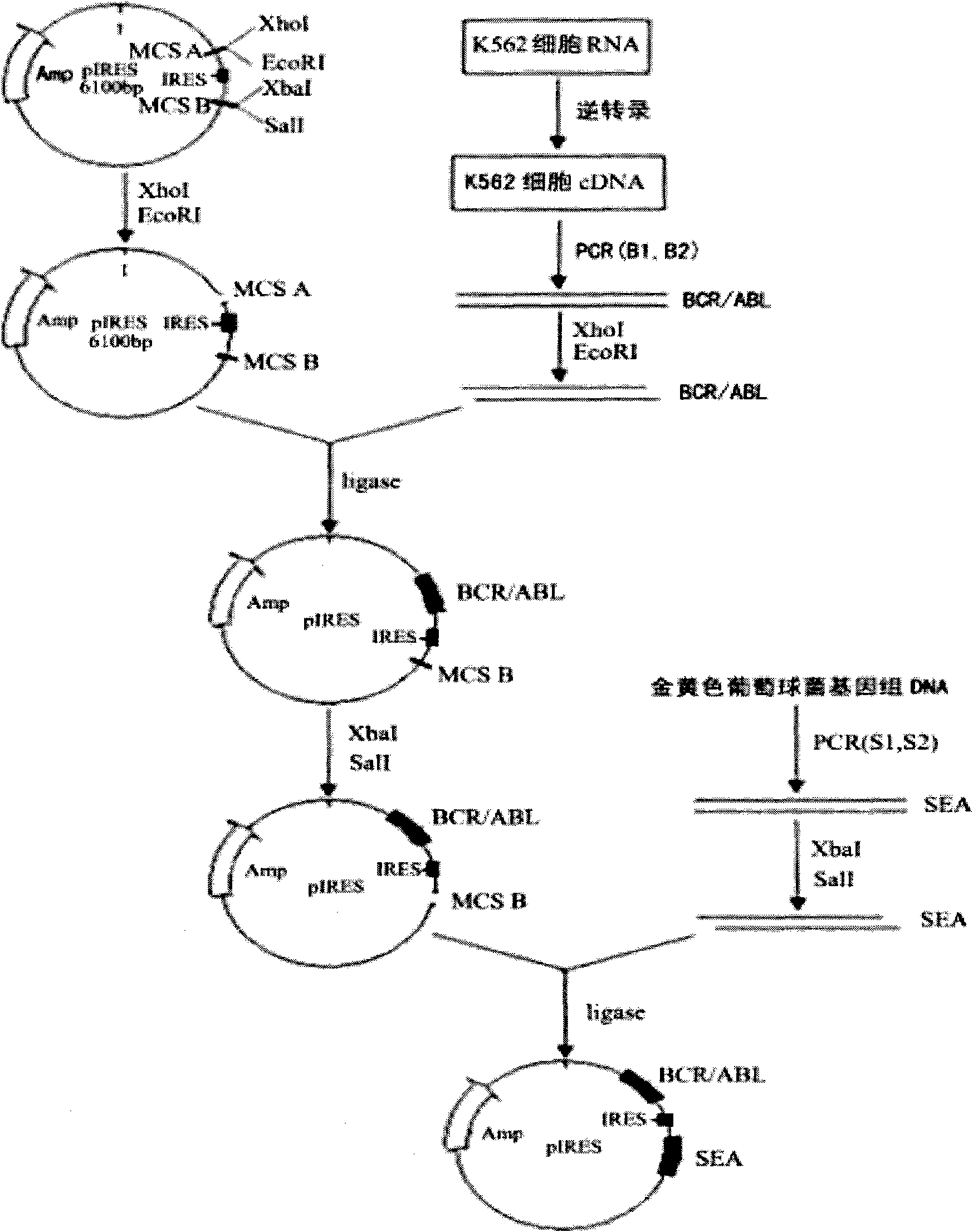 Chronic myeloid leukemia DNA vaccine BCR/ABL-pIRES-SEA and preparation method and application thereof