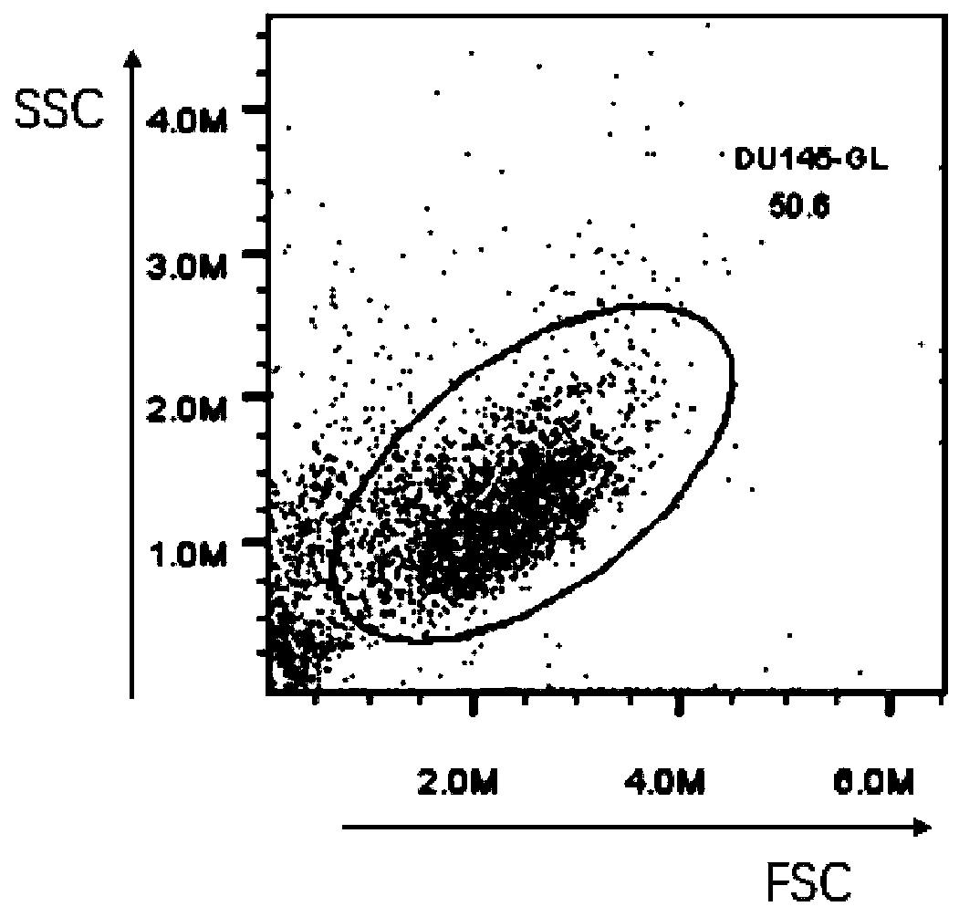 Method for removing mycoplasma contamination in tumor cells and application of method