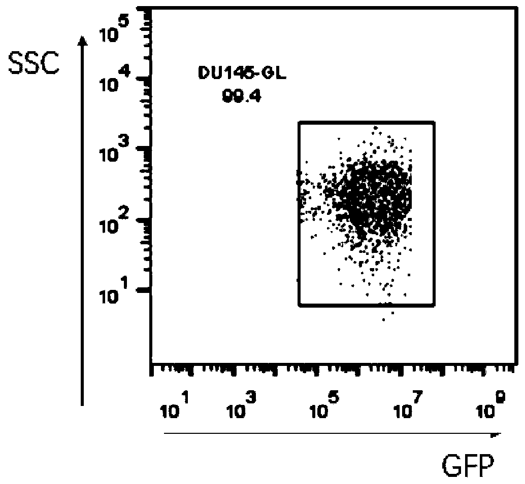 Method for removing mycoplasma contamination in tumor cells and application of method