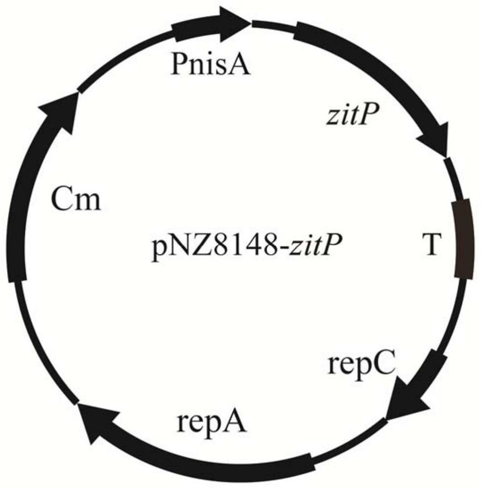 A kind of lactic acid bacteria engineering bacteria with improved acid stress resistance and its application