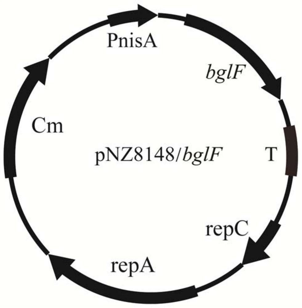 A kind of lactic acid bacteria engineering bacteria with improved acid stress resistance and its application