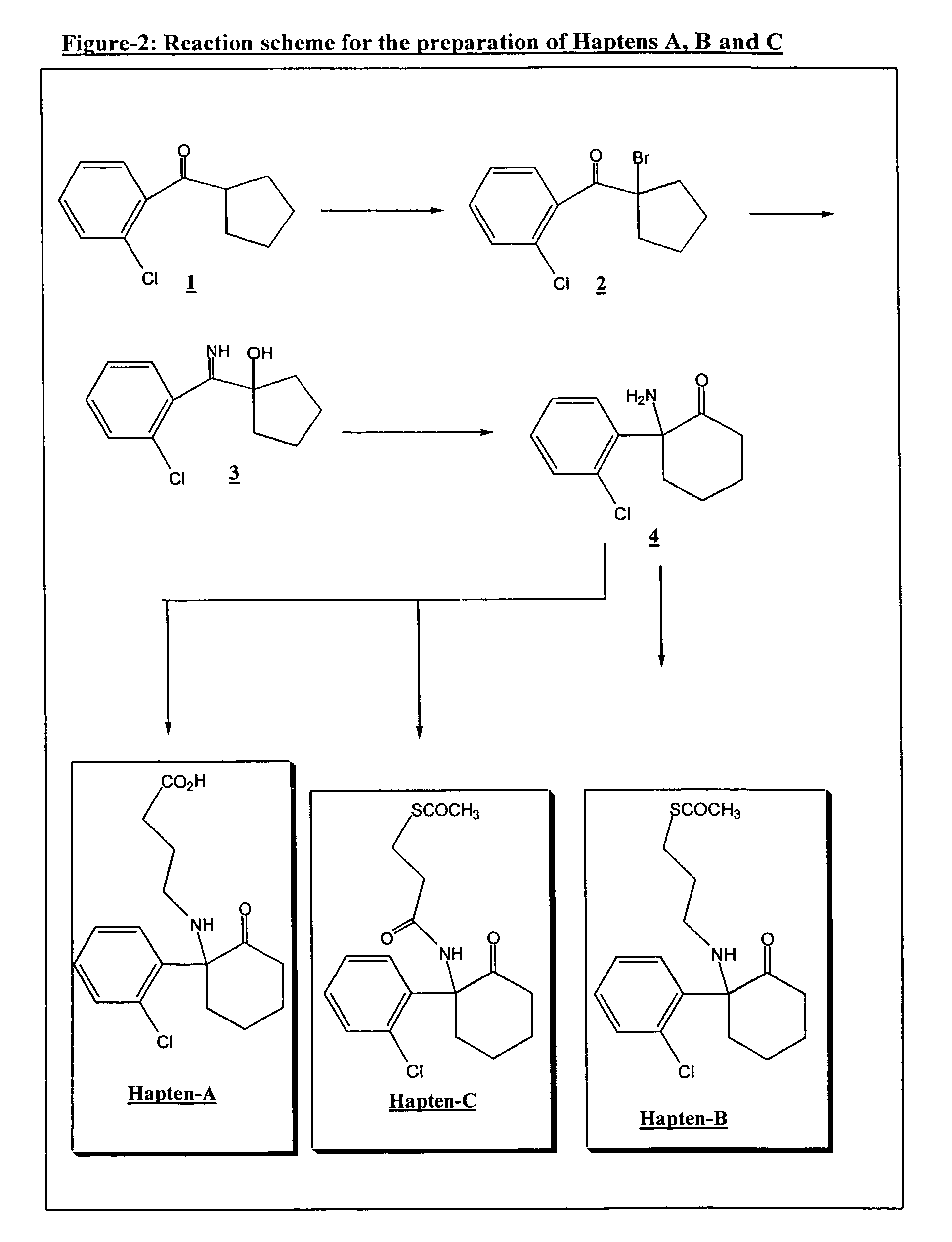 Haptens, immunogens, antibodies and conjugates to ketamine and its metabolites