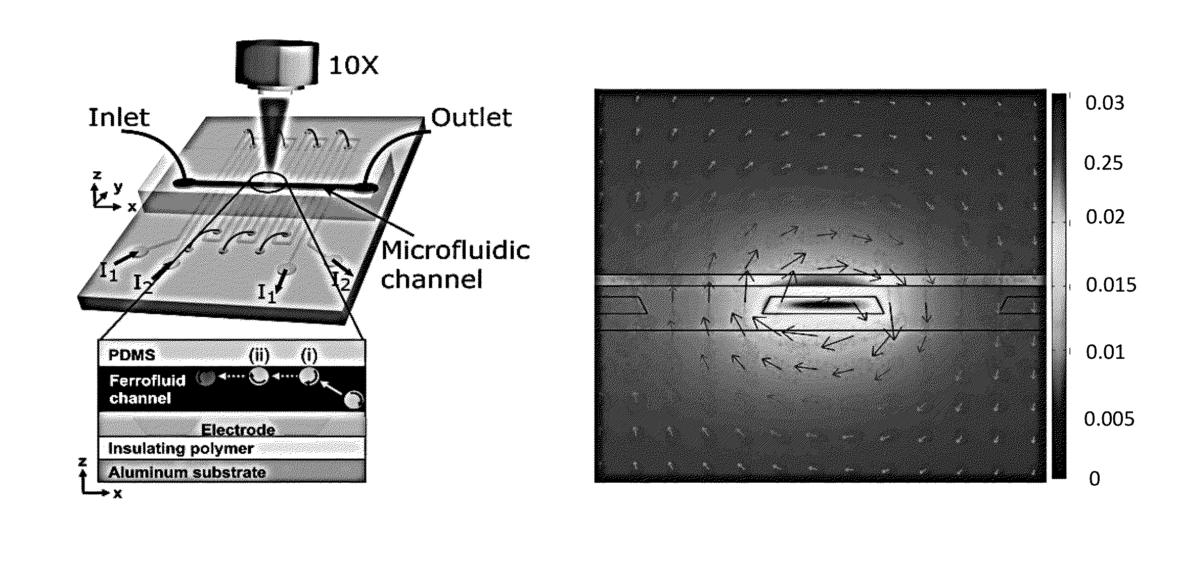 Label-Free Cellular Manipulation and Sorting Via Biocompatible Ferrofluids