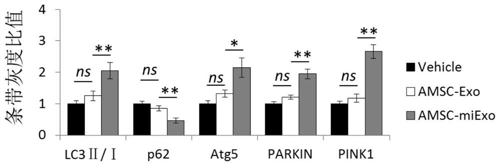 Preparation method and application of adipose-derived mesenchymal stem cell-like exosomes