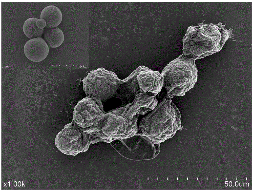 Method for achieving high yield of astaxanthin through haematococcus pluvialis