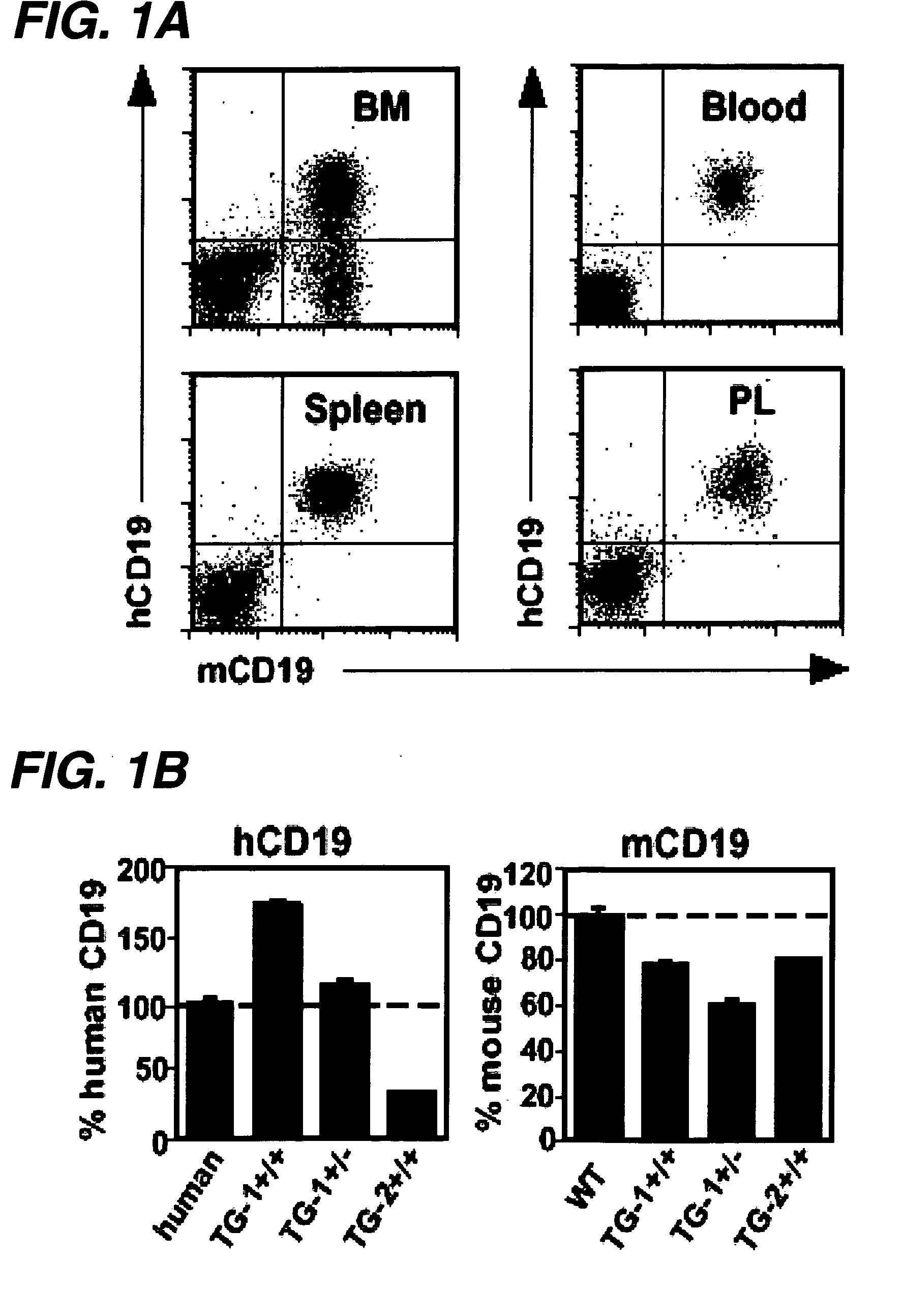 Anti-CD19 antibody therapy for autoimmune disease