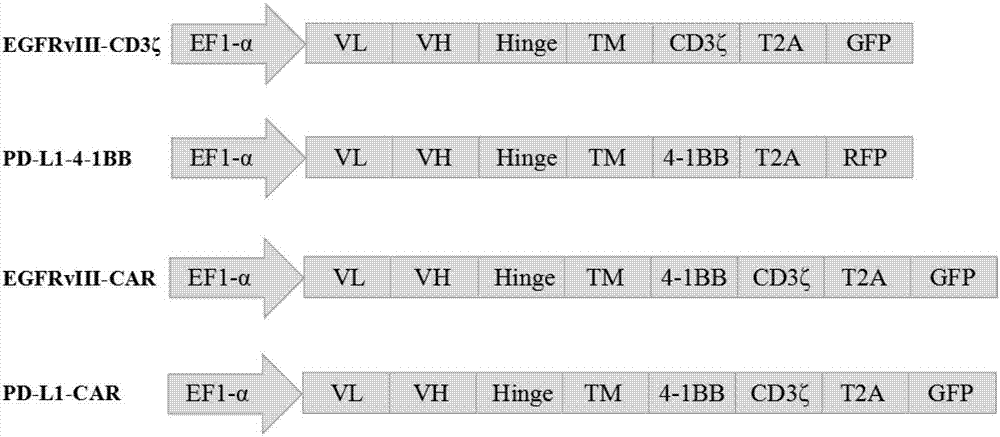 T lymphocyte modified by double specific chimeric antigen receptors as well as preparation method and application thereof