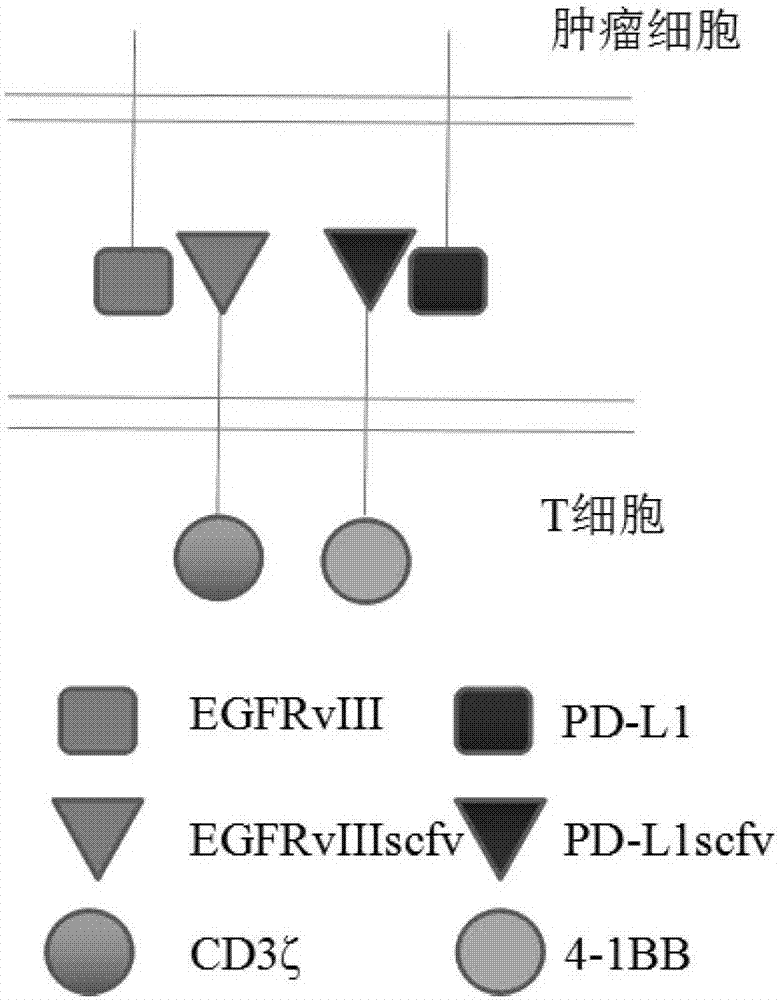 T lymphocyte modified by double specific chimeric antigen receptors as well as preparation method and application thereof