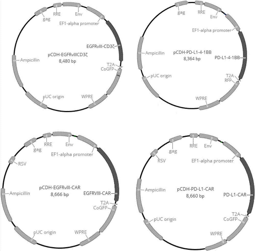 T lymphocyte modified by double specific chimeric antigen receptors as well as preparation method and application thereof