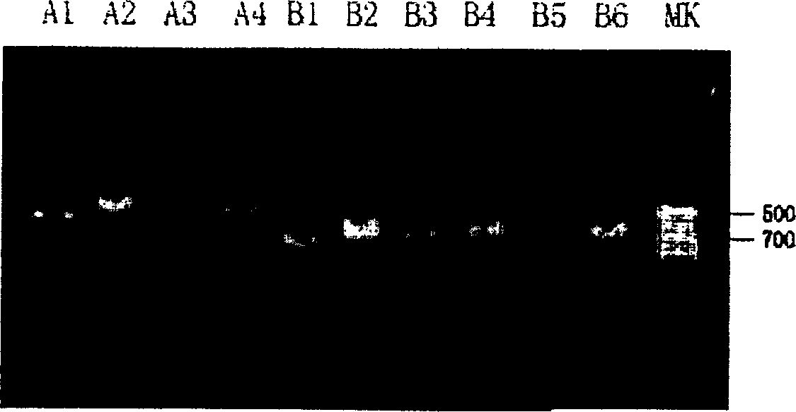 Pure honeysuckle polymerase chain reaction-restriction map identification method