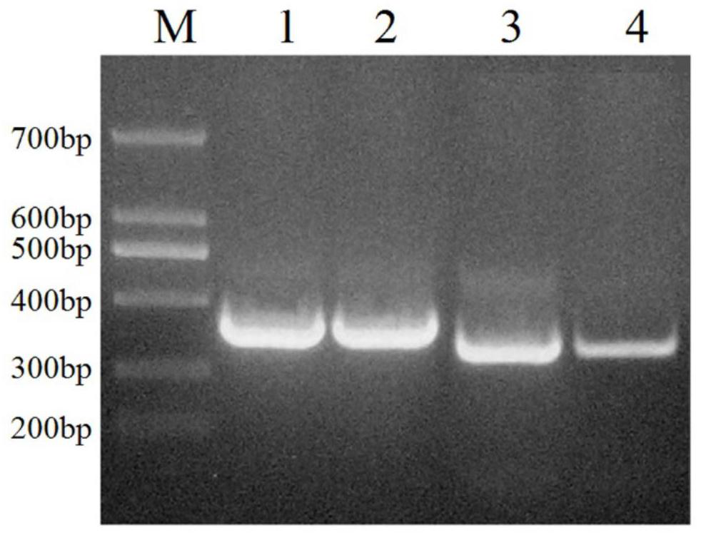 Preparation method of diazepam-resistant single-chain antibody, diazepam-resistant single-chain antibody product and diazepam detection method