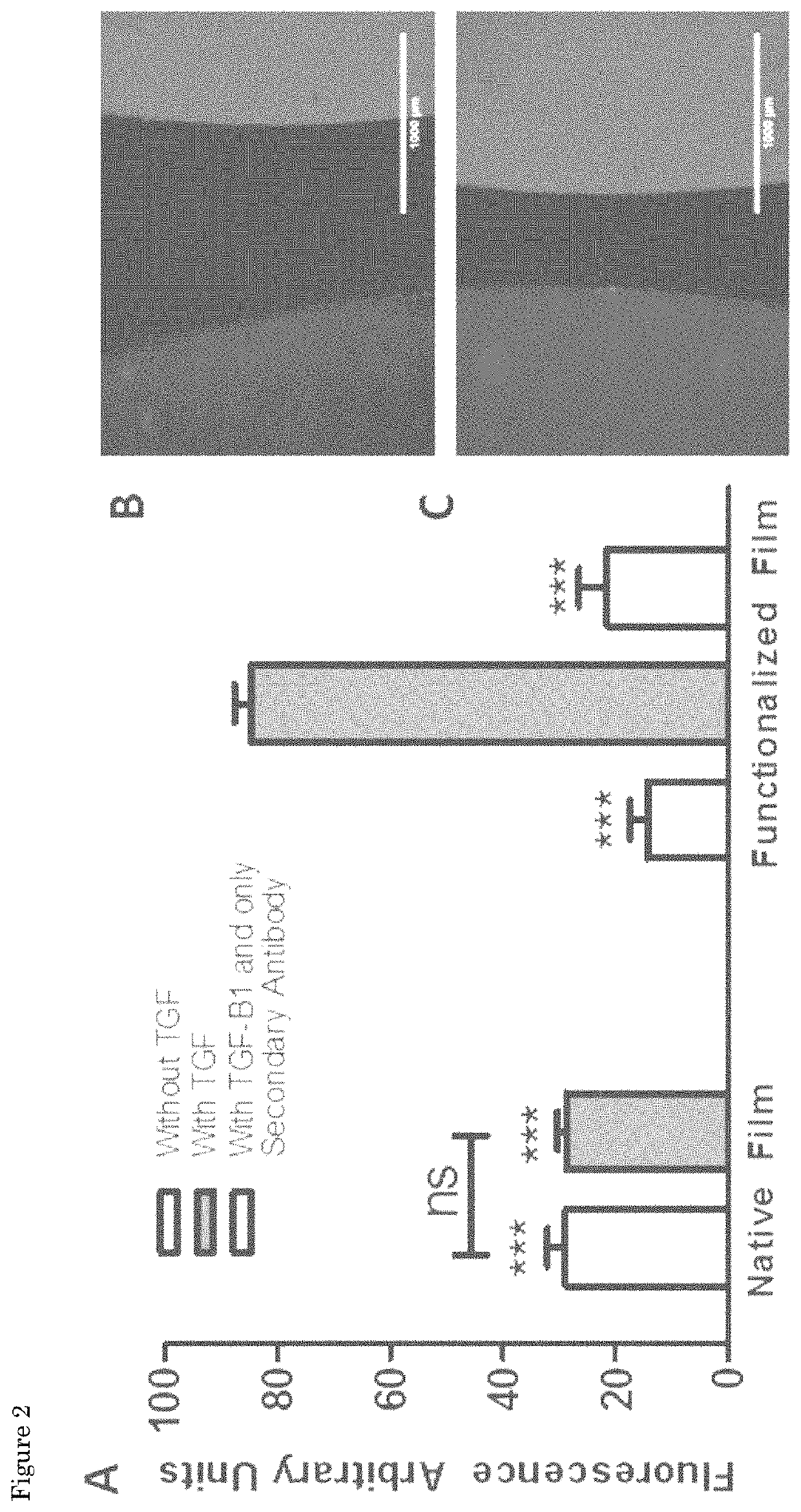 Functionalization of biopolymers with growth factor-binding peptides