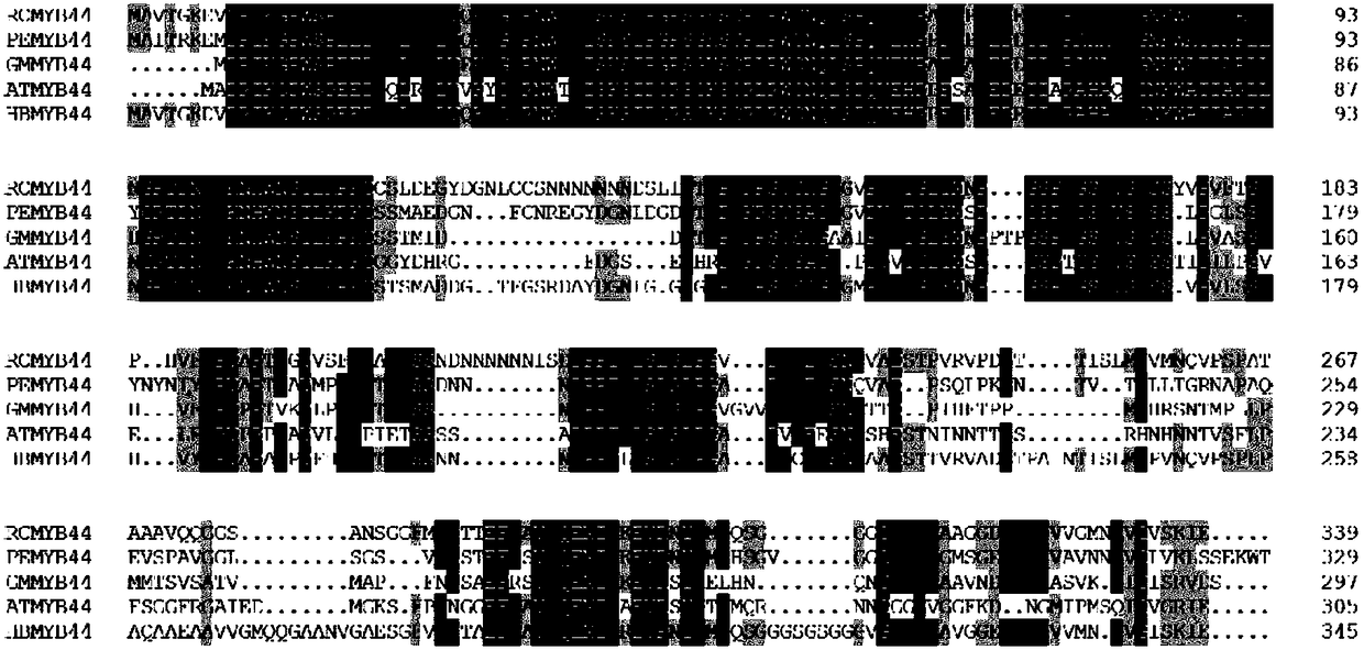 Hevea transcription factor hbmyb44 gene and its application