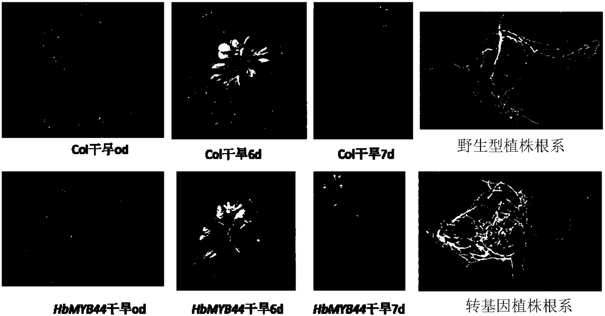 Hevea transcription factor hbmyb44 gene and its application