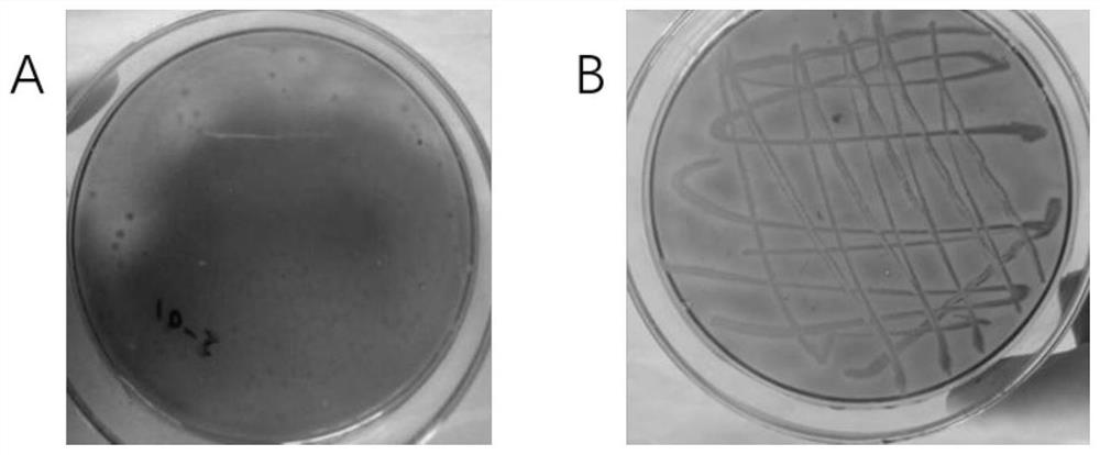 A screening method and application of high-efficiency endoxylanase producing bacteria