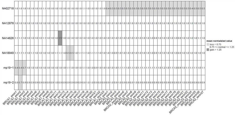 Primer composition for detecting human BRCA1 and BRCA2 gene mutation based on NGS method and reagent of primer composition